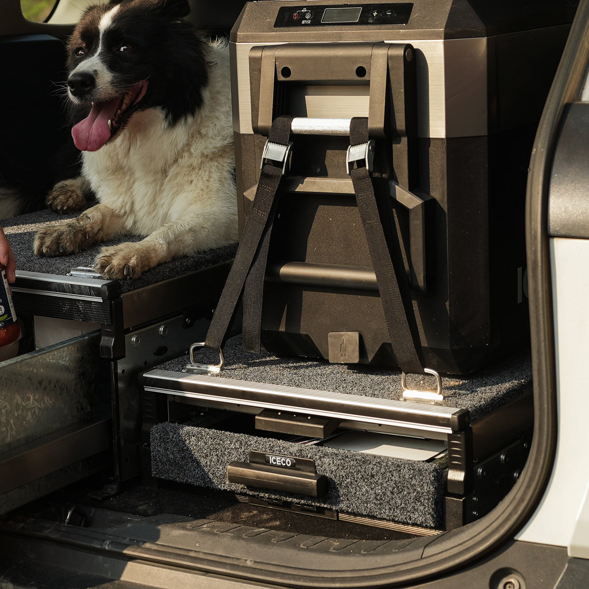 A black and white dog sits in an open vehicle hatch beside a strapped portable refrigerator. The interior, with the DS15 Roller Drawer System by ICECO Wholesale, provides smart storage featuring roll-out drawers and carpeted surfaces for easy organization.